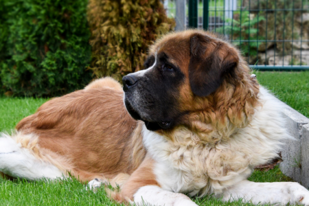 Imagem representativa de um cachorro da raça São Bernardo