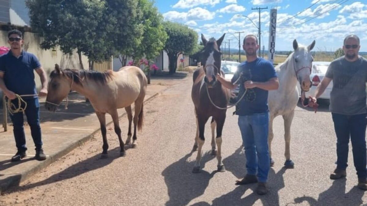 Adolescentes são apreendidos por furtar cavalos avaliados em R$ 40 mil em Porangatu