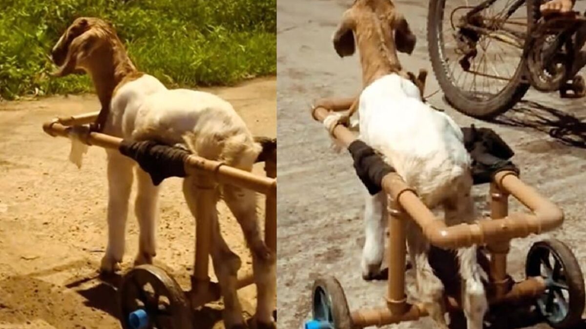 Animal perdeu movimento das pernas após ataque de cachorro Filhote de carneiro em cadeira de rodas improvisada; vídeo