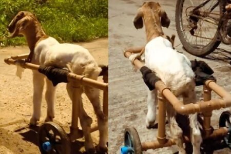 Animal perdeu movimento das pernas após ataque de cachorro Filhote de carneiro em cadeira de rodas improvisada; vídeo