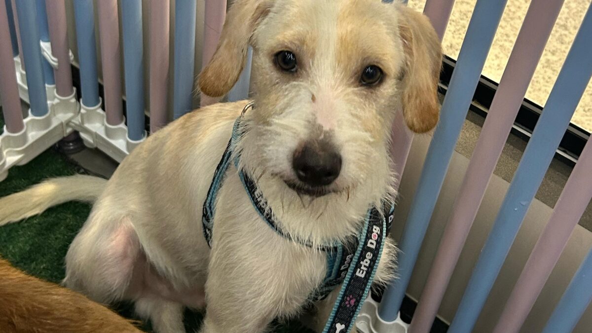 Feira é realizada pelo abrigo Focinho Caridoso Shopping de Goiânia recebe feira de adoção de animais neste sábado (28)