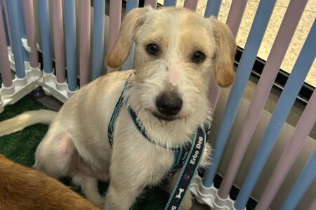 Feira é realizada pelo abrigo Focinho Caridoso Shopping de Goiânia recebe feira de adoção de animais neste sábado (28)