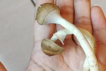 Estudante de Veterinária da UnB é presa por vender cogumelos alucinógenos