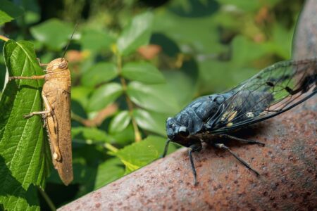 Cigarra entra em carro, assusta motorista e provoca acidente nos EUA; veja a foto Motorista bateu em um poste e tombou o veículo