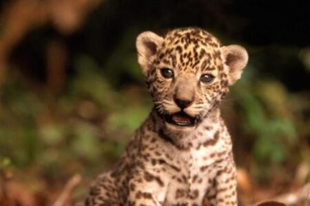 Pescador ajuda filhote de onça a atravessar rio no Pantanal; assista ao vídeo Cena viralizou nas redes sociais; "resolvemos ajudar”