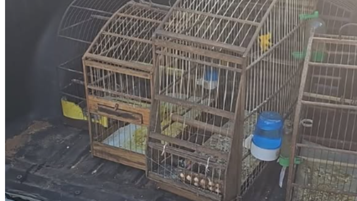 Polícia apreende aves silvestres mantidas em cativeiro, em Aparecida de Goiânia