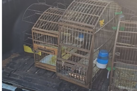 Polícia apreende aves silvestres mantidas em cativeiro, em Aparecida de Goiânia