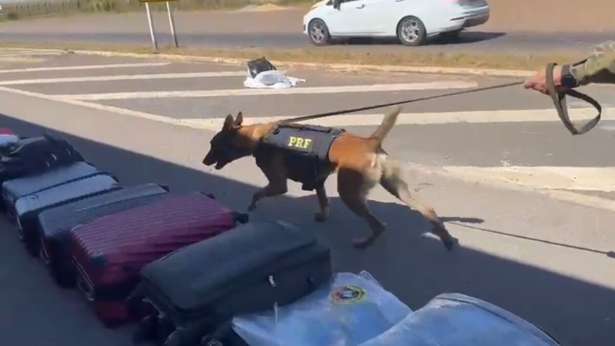 Cão farejador localiza 25 kg de maconha escondidos em malas com perfume em ônibus no DF Apreensão ocorreu na BR-020