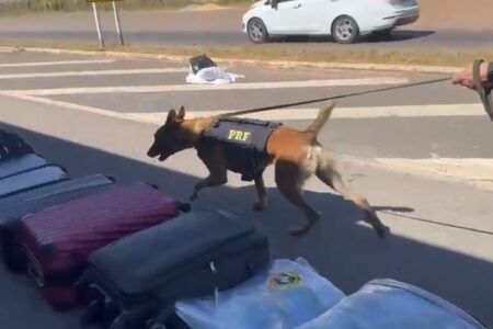 Cão farejador localiza 25 kg de maconha escondidos em malas com perfume em ônibus no DF Apreensão ocorreu na BR-020