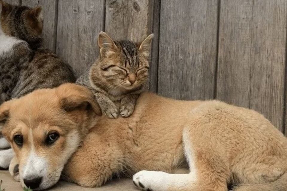Senador Canedo abre 1.500 vagas para castração gratuita de cães e gatos Inscrições seguem até 30 de novembro