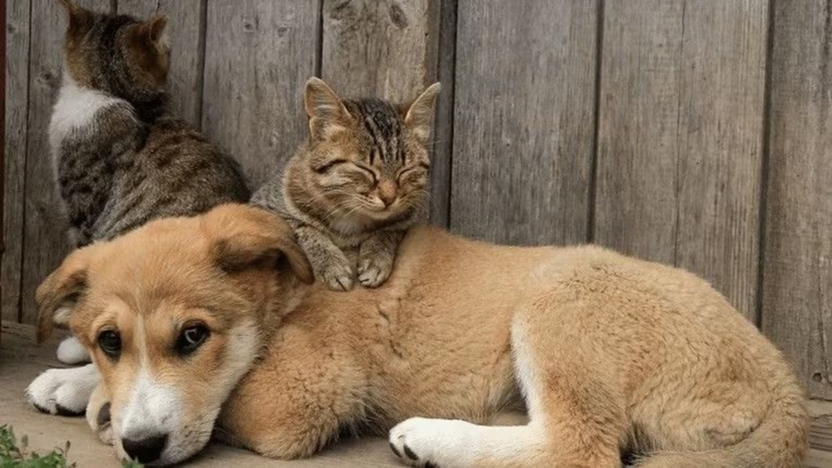 Lei pune quem fizer ou permitir tatuagens e piercings em cães e gatos