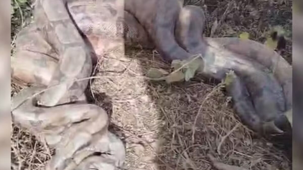 Serpentes são flagadas em "acasalamento grupal" em Cezarina