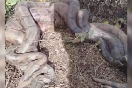 Serpentes são flagadas em "acasalamento grupal" em Cezarina