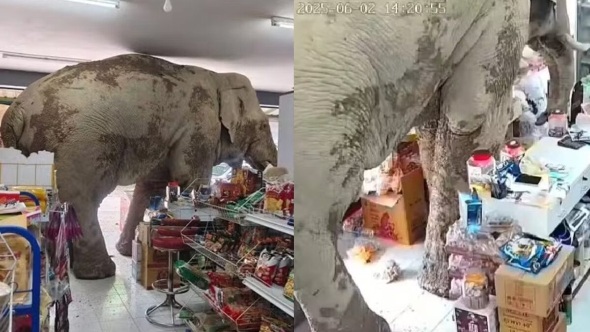 Elefante escapa de reserva, entra em mercado e mata a fome; vídeo Animal ficou mais de 10 minutos no estabelecimento se deliciando