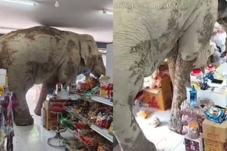 Elefante escapa de reserva, entra em mercado e mata a fome; vídeo Animal ficou mais de 10 minutos no estabelecimento se deliciando