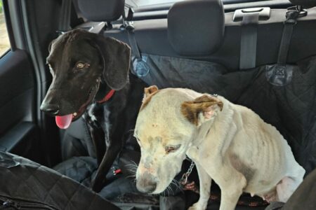 Polícia resgata cães em situação de maus-tratos e prende tutor, em Goiânia