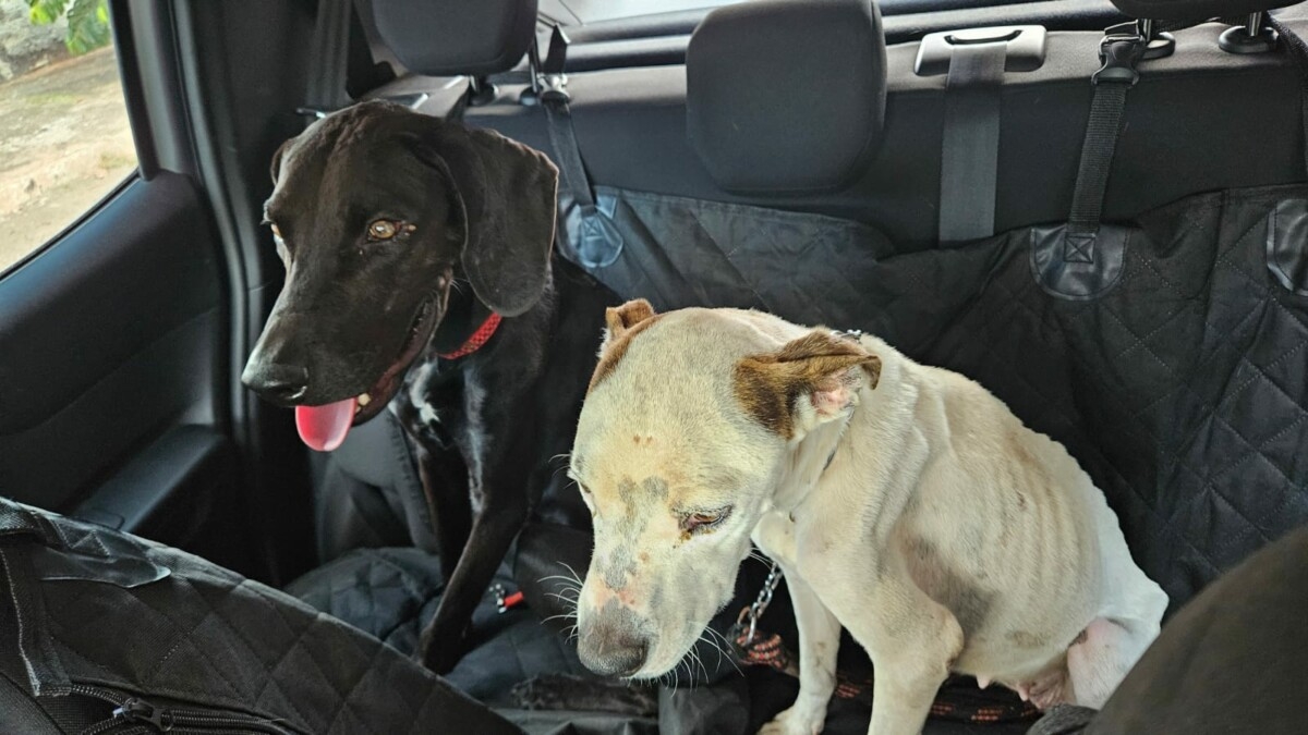 Polícia resgata cães em situação de maus-tratos e prende tutor, em Goiânia