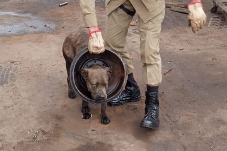 Cadela fica presa em roda de caminhão em Aparecida