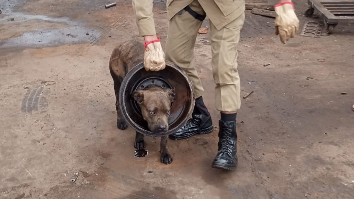 Cadela fica presa em roda de caminhão em Aparecida