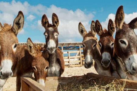 Demanda da China por gelatina coloca jumentos em risco de extinção