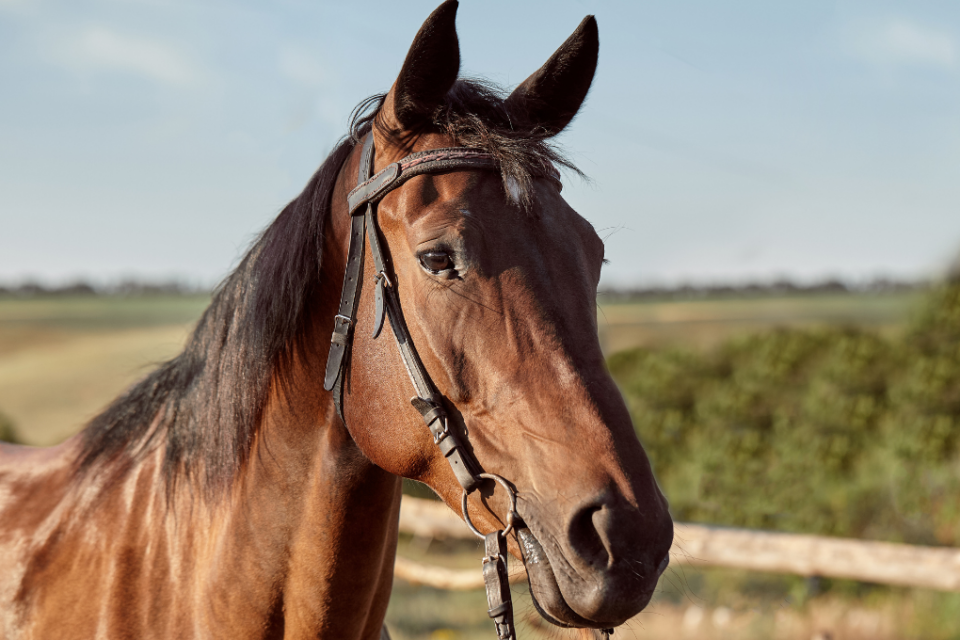 Fábrica de rações com sede em Itumbiara é interditada após a morte de 63 cavalos