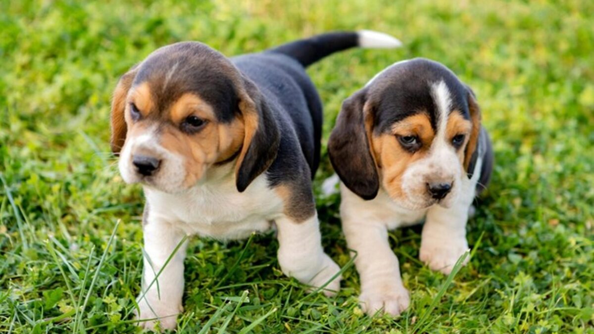 Vídeo: Cachorros resgatados de um laboratório andam na grama pela primeira vez Se isto não te faz sentir bem, não sei o que vai acontecer