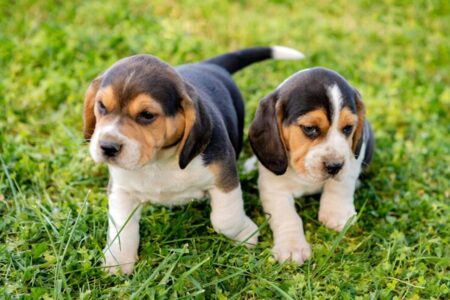 Vídeo: Cachorros resgatados de um laboratório andam na grama pela primeira vez Se isto não te faz sentir bem, não sei o que vai acontecer