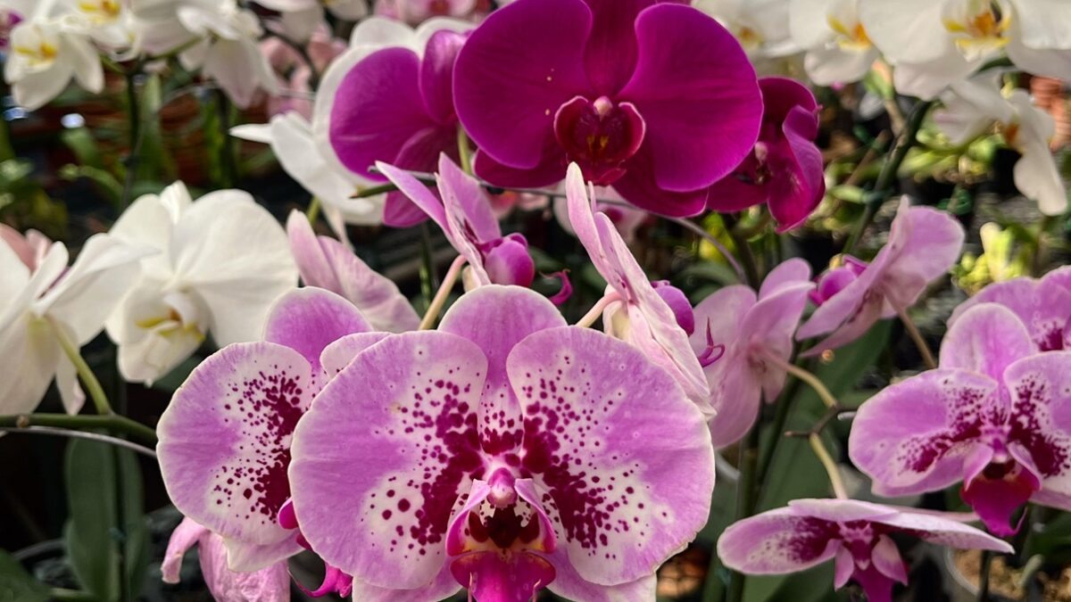 Bosque dos Buritis recebe curso gratuito de cultivo de orquídeas neste sábado (7) dicas de adubação e aplicação de fungicidas e acaricidas