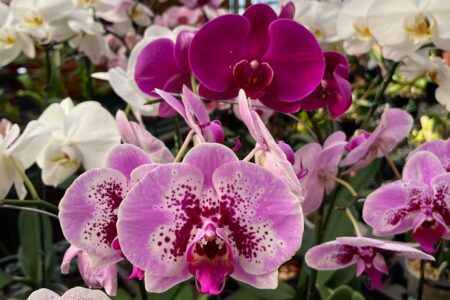 Bosque dos Buritis recebe curso gratuito de cultivo de orquídeas neste sábado (7) dicas de adubação e aplicação de fungicidas e acaricidas