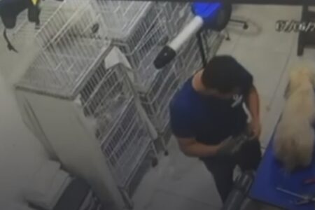 Funcionário agrediu outra cadela da mesma família em pet shop de Aparecida de Goiânia
