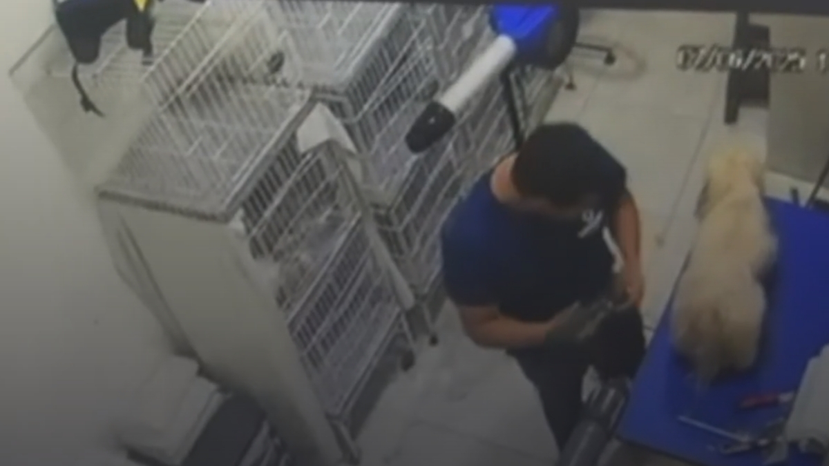 Funcionário agrediu outra cadela da mesma família em pet shop de Aparecida de Goiânia