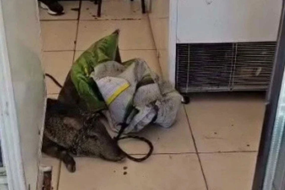 Javali é resgatado após invadir açougue em Morrinhos