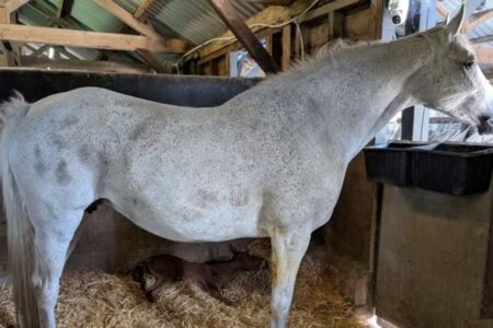 Em caso raríssimo, égua dá à luz filhotes gêmeos idênticos; veja fotos A chance de isso acontecer é de uma em cem mil
