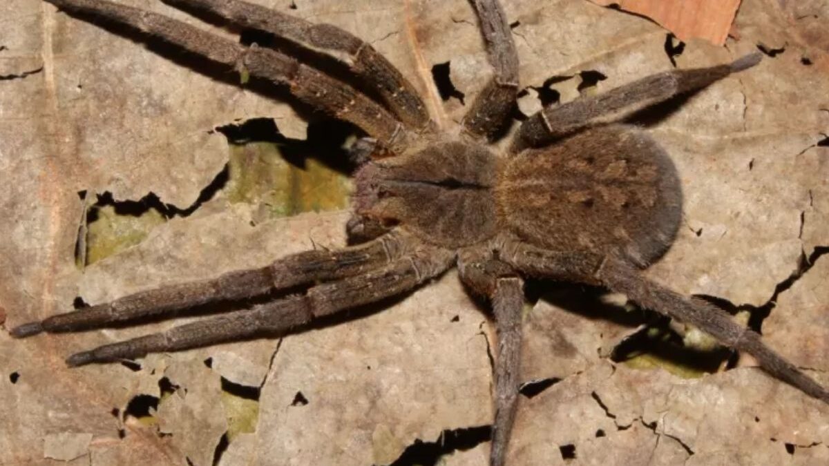 Aranha-armadeira (Foto: Instituto Butantan)