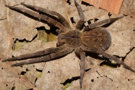 Aranha-armadeira (Foto: Instituto Butantan)