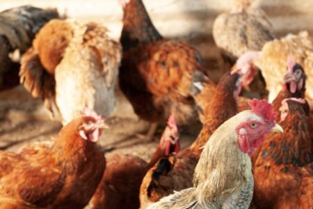 Gripe aviária: 17 países suspendem embargo às exportações de carne de frango e outros subprodutos do Brasil