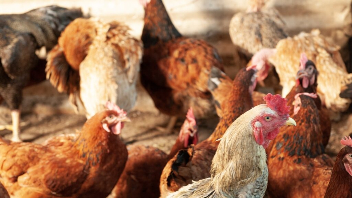 Gripe aviária: 17 países suspendem embargo às exportações de carne de frango e outros subprodutos do Brasil