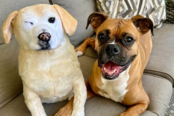 Cachorrinha viraliza após receber pelúcia da irmã que morreu; vídeo Sookie, irmã de Dolly, morreu em março deste ano