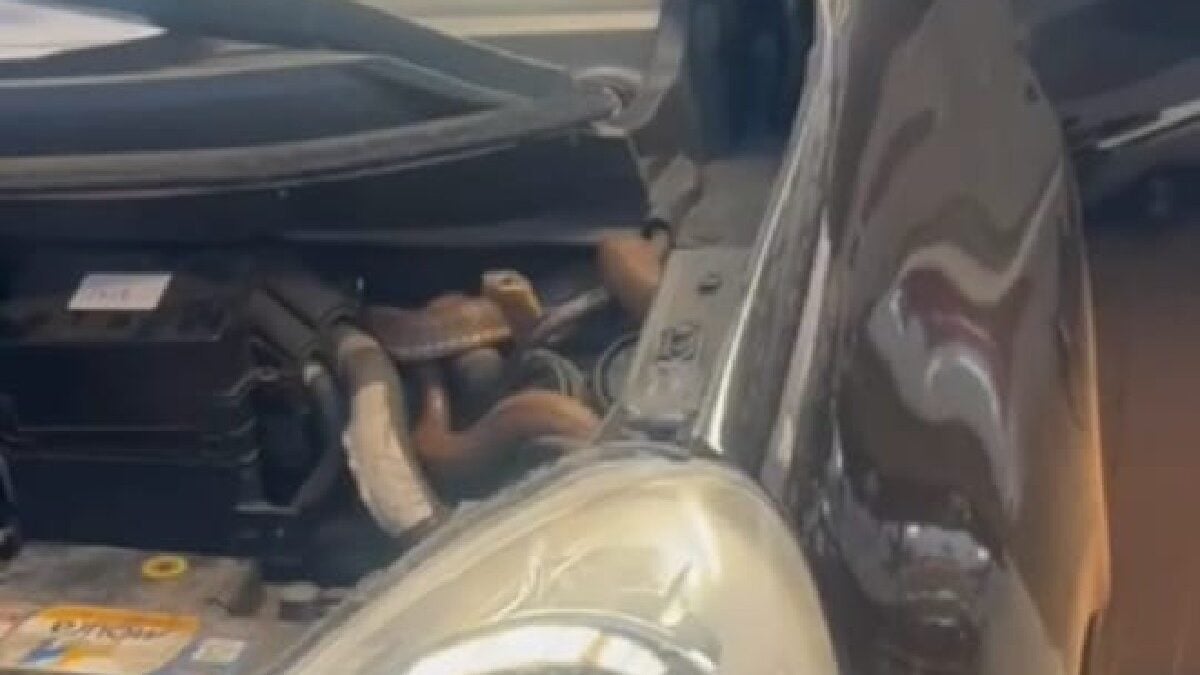Mecânico encontra cobra no motor de carro após cliente relatar problema para dar partida