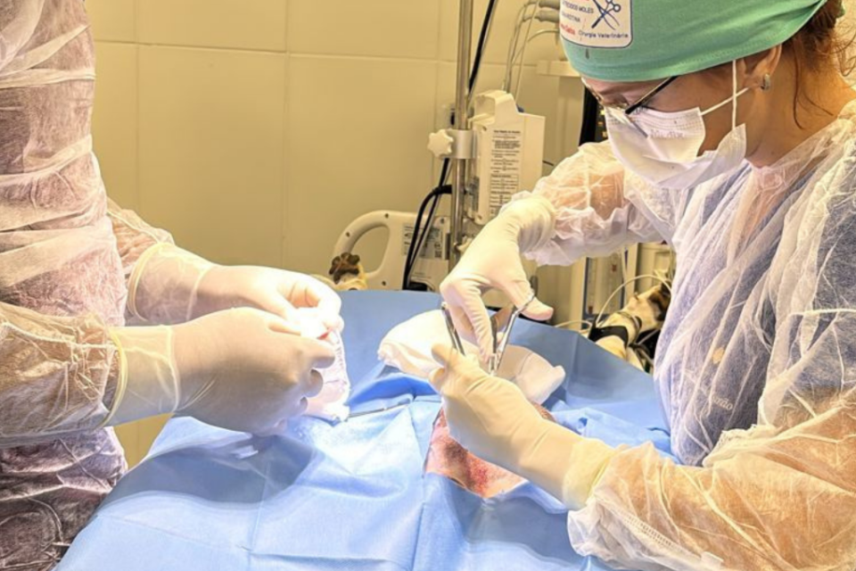 Gato vítima de maus-tratos é salvo após cirurgia na UPAVet em Goiânia