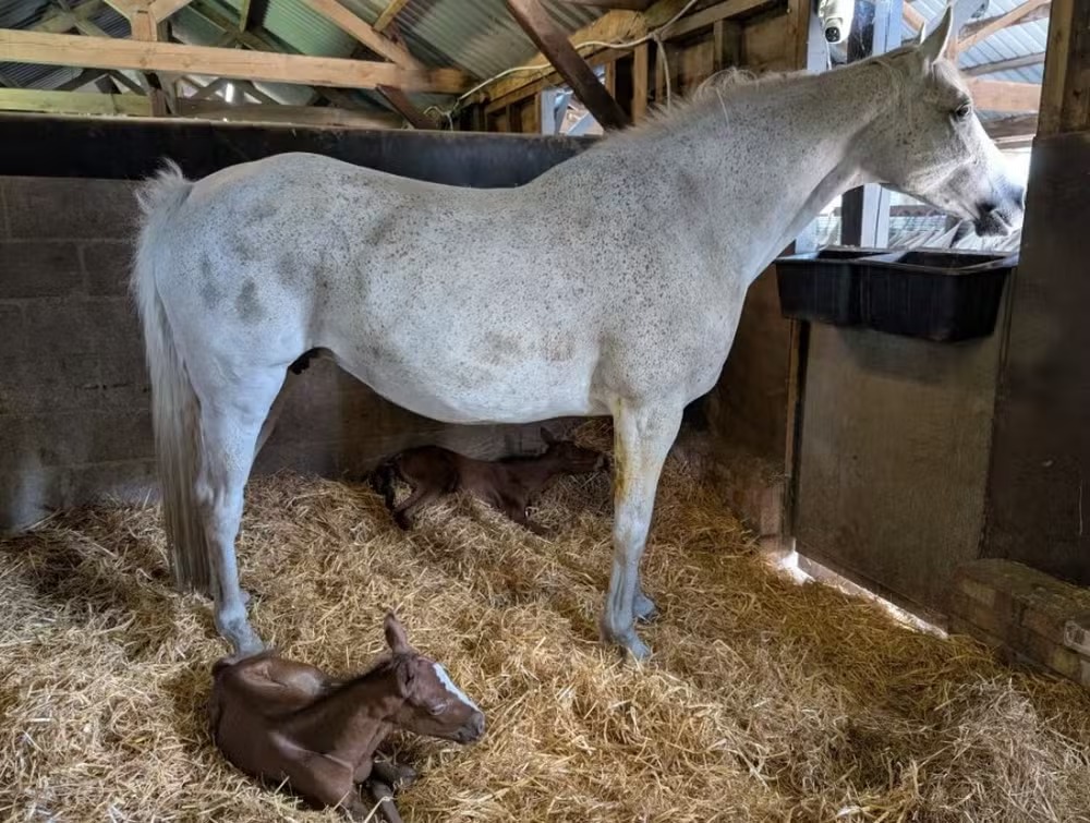 Em caso raríssimo, égua dá à luz filhotes gêmeos idênticos; veja fotos A chance de isso acontecer é de uma em cem mil