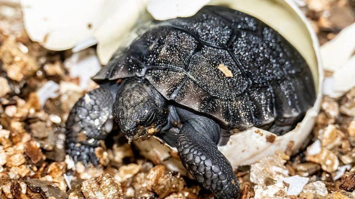 Tartaruga Goliath (Foto: Zoológico de Miami)
