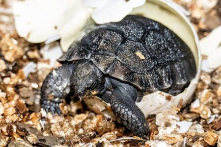 Tartaruga Goliath (Foto: Zoológico de Miami)