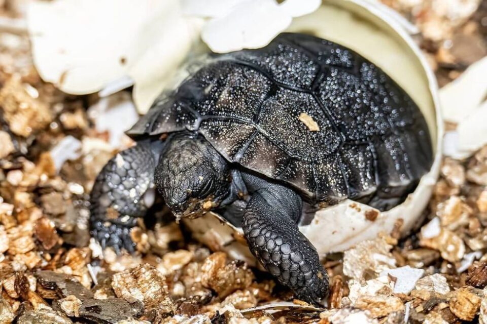 Tartaruga Goliath (Foto: Zoológico de Miami)