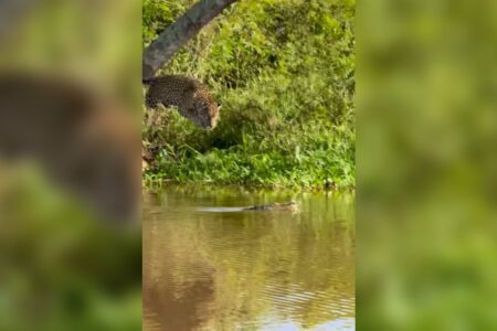 Guia turístico filma ataque de onça a jacaré no no Pantanal Mato-Grossense; veja
