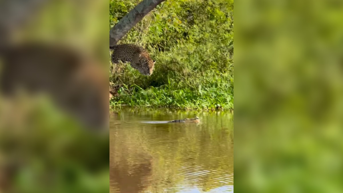 Guia turístico filma ataque de onça a jacaré no no Pantanal Mato-Grossense; veja