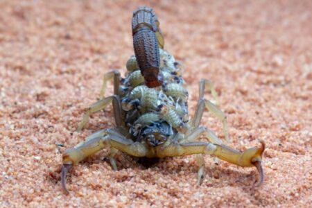 Hospital em Goiás alerta sobre aumento de acidentes envolvendo escorpiões Infectologista como proceder no caso de acidentes