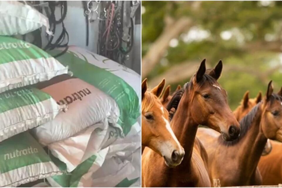 racao-cavalos-suspensa
