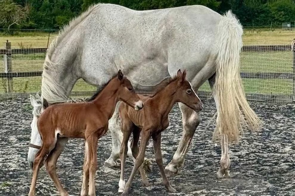 Em caso raríssimo, égua dá à luz filhotes gêmeos idênticos; veja fotos A chance de isso acontecer é de uma em cem mil