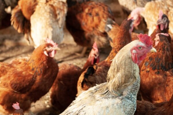 Investigação aponta que caso suspeito em Montes Claros de Goiás não era gripe aviária